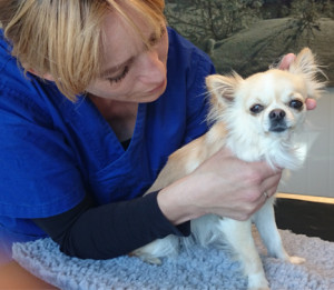 hund med smerter, undersøkes av veterinær