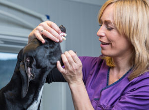 Helsesjekk av hund, helsekontroll hvor munnhule blir undersøkt av veterinær